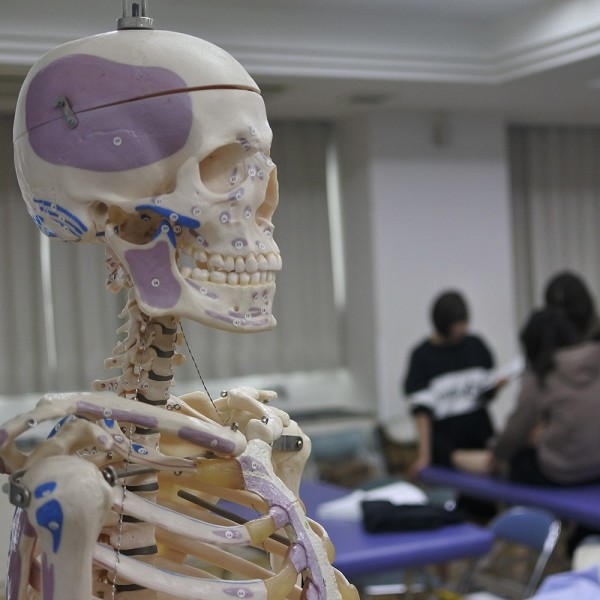 骨格模型を用いて位置関係や関節の動きを学びます。